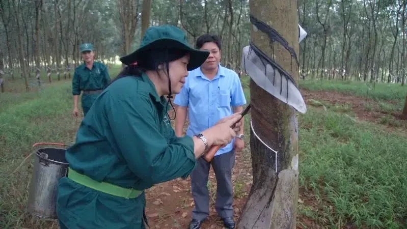 Ngành cao su tăng trưởng xanh, phát triển rừng bền vững